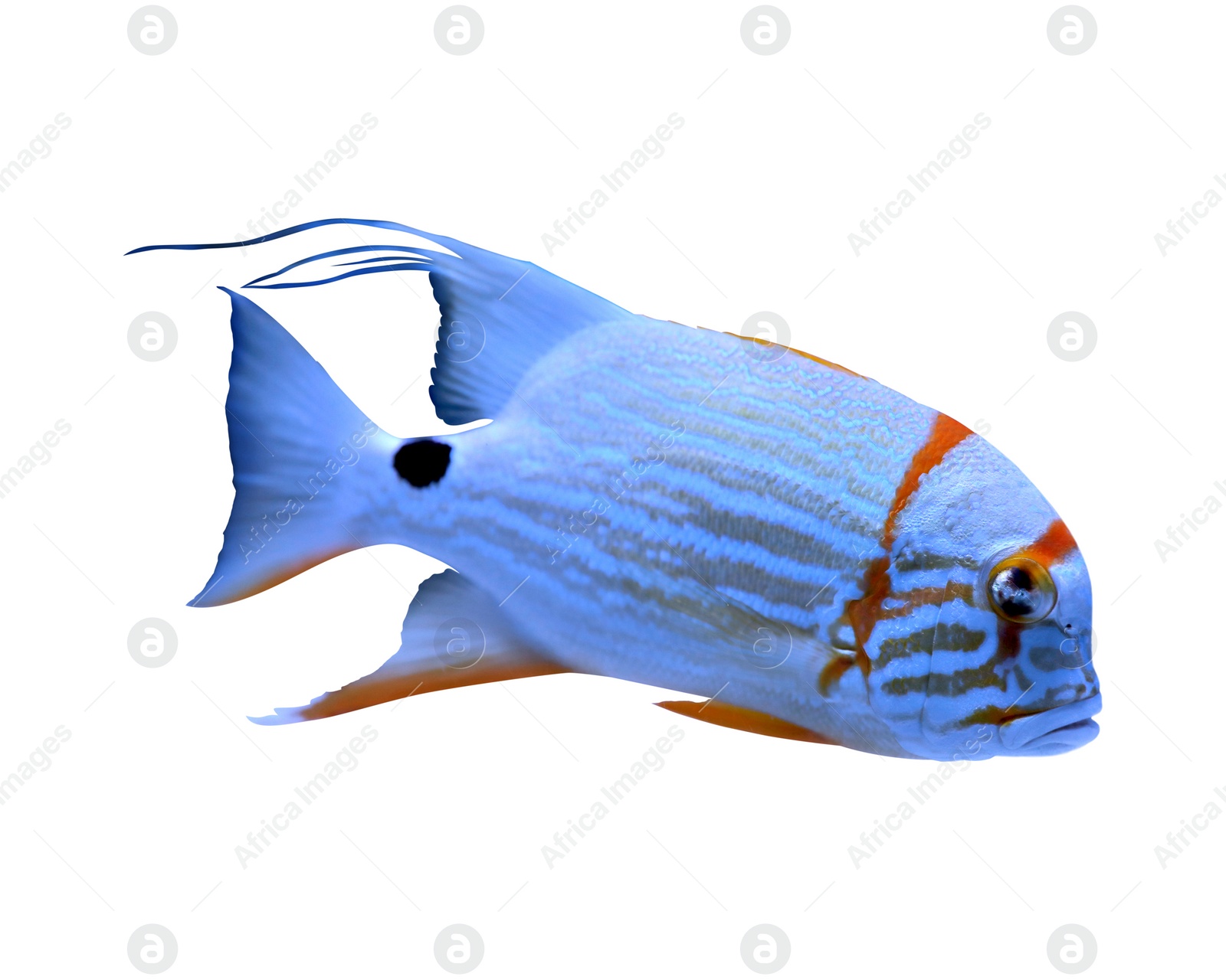 Beautiful bright tropical angelfish on white background Image of Beautiful bright tropical angelfish on white background