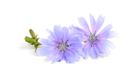 Photo of Beautiful tender chicory flowers on white background
