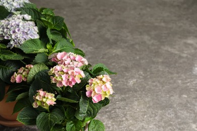 Beautiful blooming hortensia plants on grey stone background. Space for text Photo of Beautiful blooming hortensia plants on grey stone background. Space for text