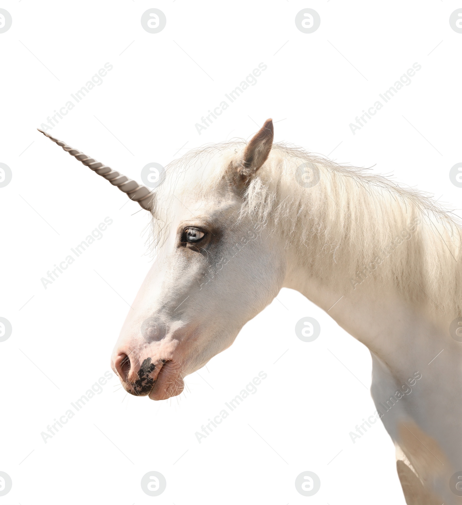 Amazing unicorn with beautiful mane on white background Image of Amazing unicorn with beautiful mane on white background