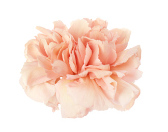 Beautiful fresh carnation flower on white background Photo of Beautiful fresh carnation flower on white background