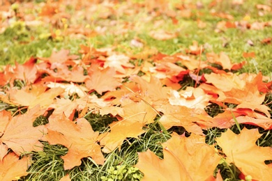 Colorful autumn leaves on green lawn in park, closeup Photo of Colorful autumn leaves on green lawn in park, closeup