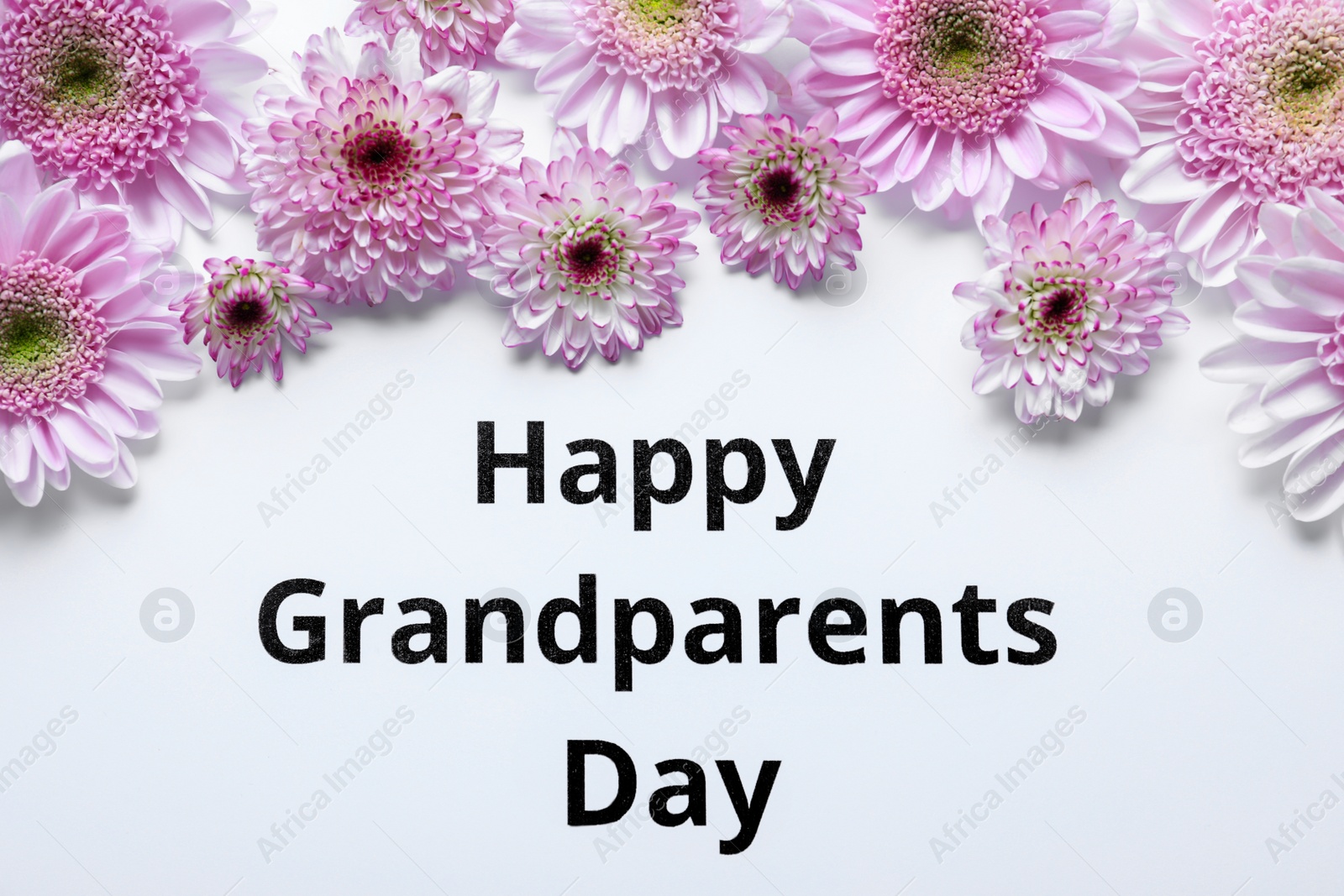 Beautiful violet flowers and phrase Happy Grandparents Day on white background, flat lay Photo of Beautiful violet flowers and phrase Happy Grandparents Day on white background, flat lay