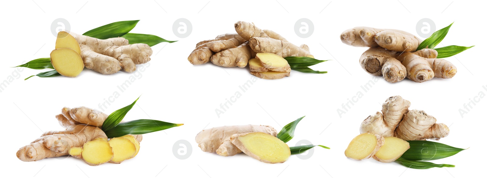 Set of fresh aromatic ginger with green leaves on white background. Banner design Image of Set of fresh aromatic ginger with green leaves on white background. Banner design