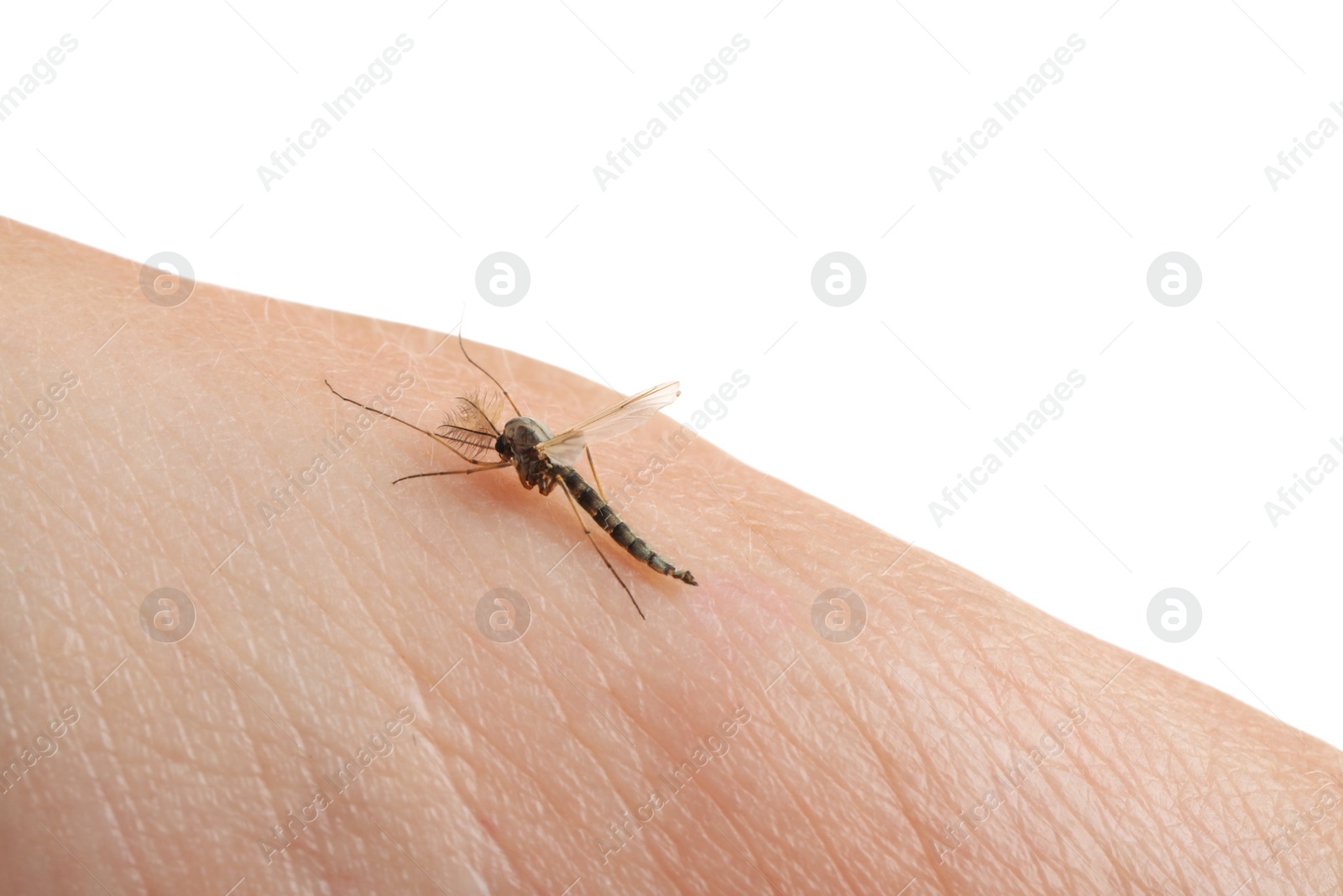 Photo of Mosquito on human's skin against white background, closeup