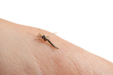 Mosquito on human's skin against white background, closeup Photo of Mosquito on human's skin against white background, closeup