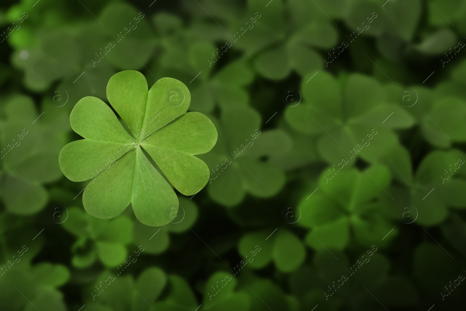 Beautiful fresh green clover leaves, closeup view Image of Beautiful fresh green clover leaves, closeup view