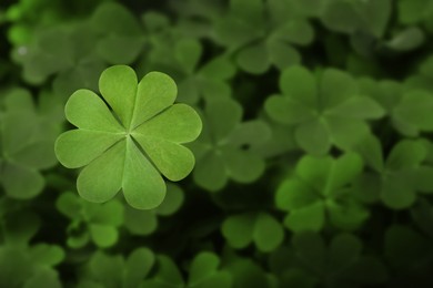 Beautiful fresh green clover leaves, closeup view Image of Beautiful fresh green clover leaves, closeup view