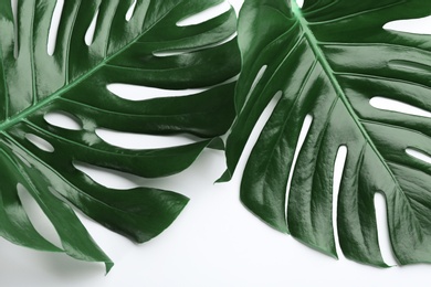 Beautiful monstera leaves on white background, top view. Tropical plant Photo of Beautiful monstera leaves on white background, top view. Tropical plant