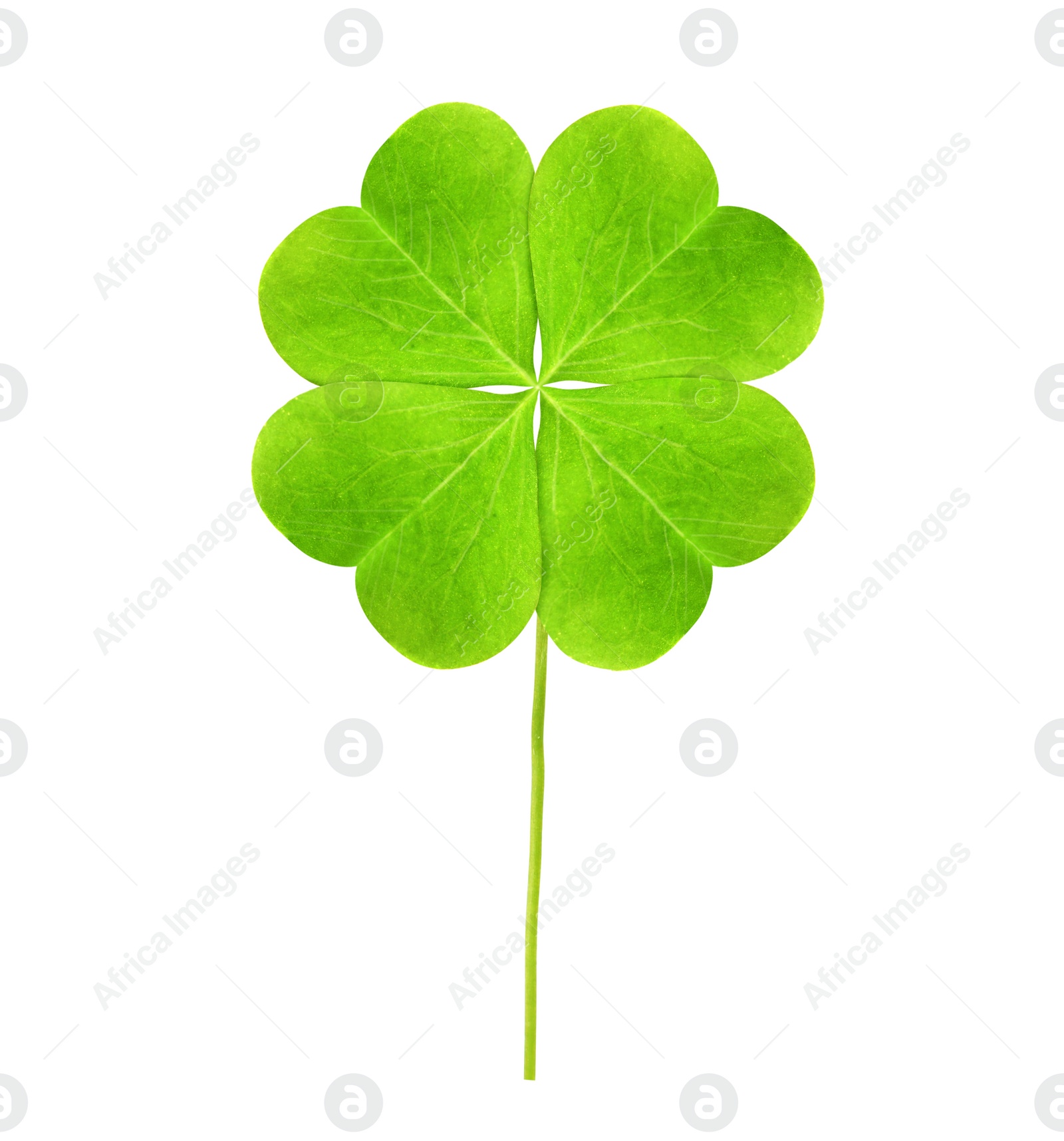 Fresh green four-leaf clover on white background Image of Fresh green four-leaf clover on white background