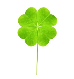 Fresh green four-leaf clover on white background Image of Fresh green four-leaf clover on white background