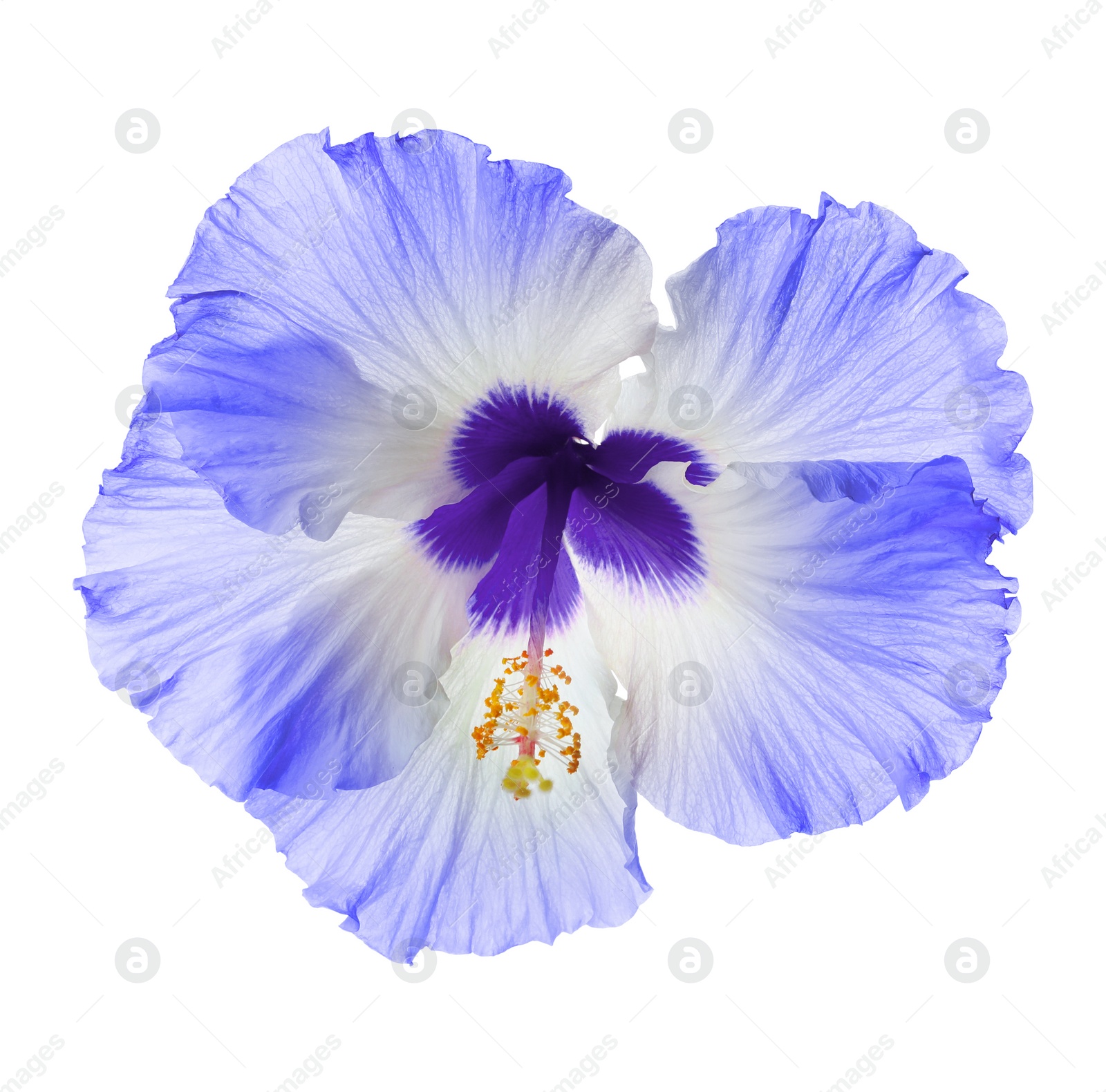 Beautiful tropical hibiscus flower isolated on white Image of Beautiful tropical hibiscus flower isolated on white
