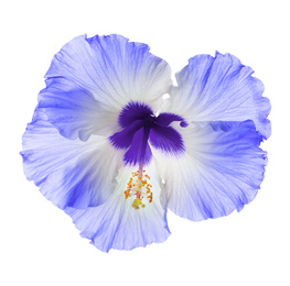 Beautiful tropical hibiscus flower isolated on white Image of Beautiful tropical hibiscus flower isolated on white