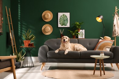 Modern living room interior. Cute Golden Labrador Retriever on couch Photo of Modern living room interior. Cute Golden Labrador Retriever on couch