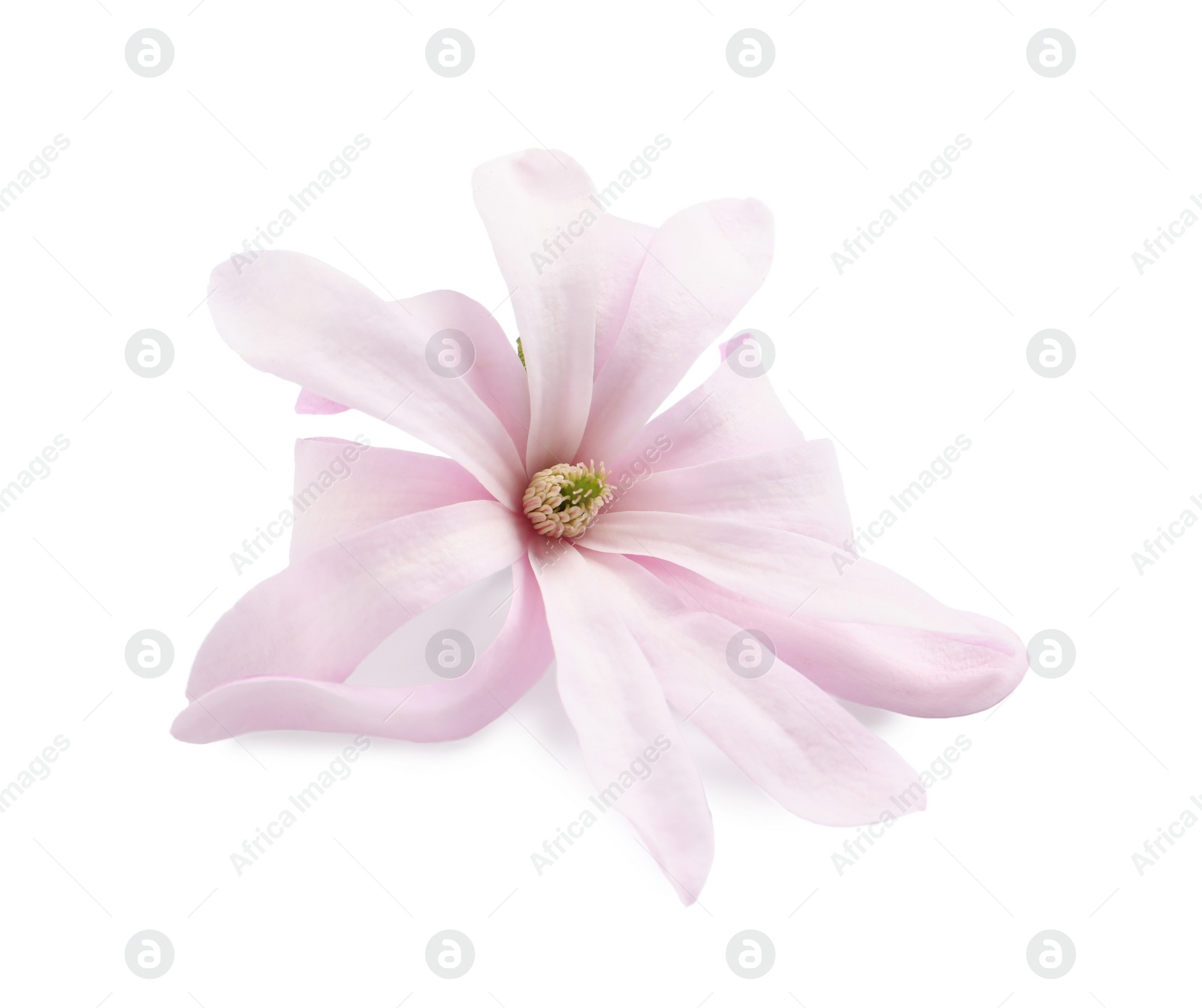 Beautiful pink magnolia flower isolated on white Photo of Beautiful pink magnolia flower isolated on white