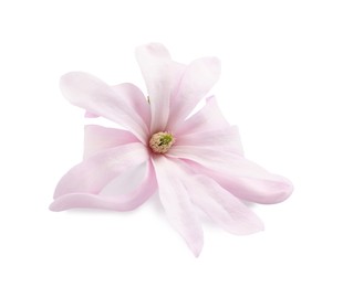 Beautiful pink magnolia flower isolated on white Photo of Beautiful pink magnolia flower isolated on white
