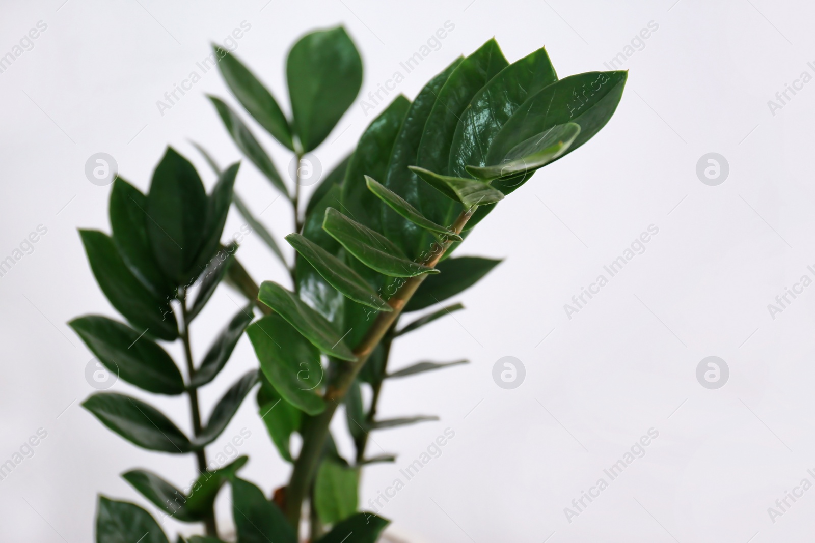 Tropical plant (Zamioculcas) with green leaves on light background Photo of Tropical plant (Zamioculcas) with green leaves on light background