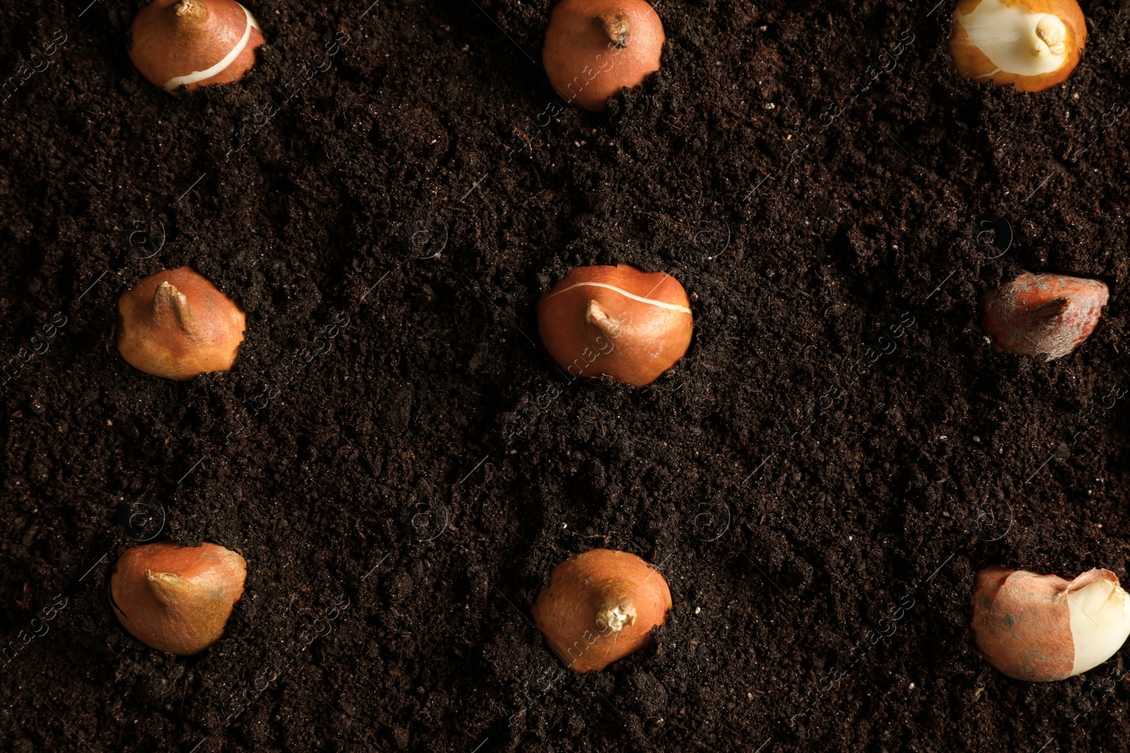 Many tulip bulbs in soil, flat lay Photo of Many tulip bulbs in soil, flat lay