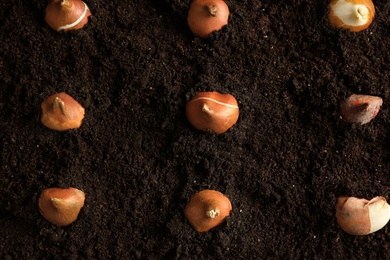 Many tulip bulbs in soil, flat lay Photo of Many tulip bulbs in soil, flat lay