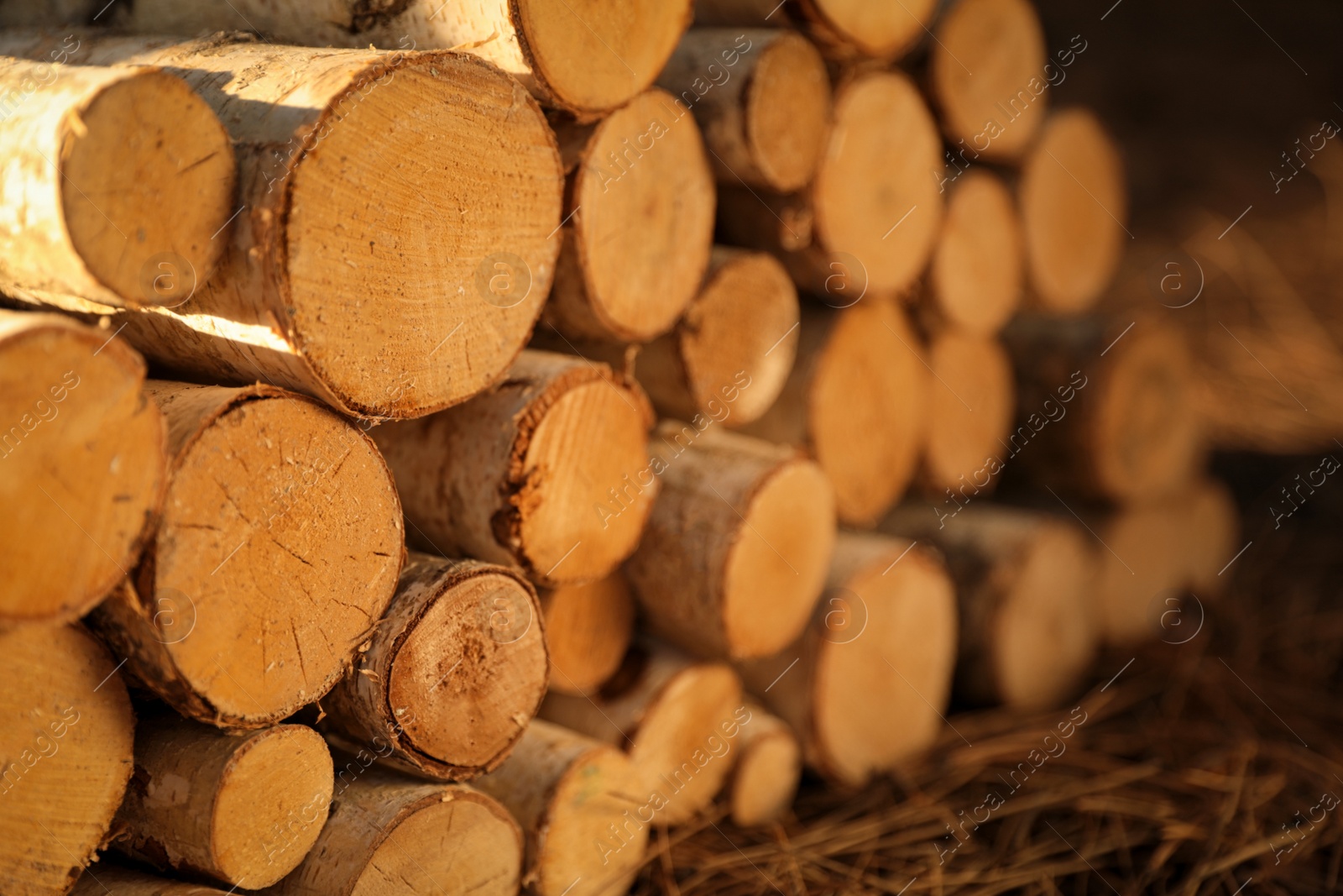 Stack of cut firewood in forest on sunny day, closeup Photo of Stack of cut firewood in forest on sunny day, closeup