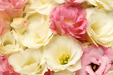 Photo of Beautiful blooming Eustoma flowers as background, closeup