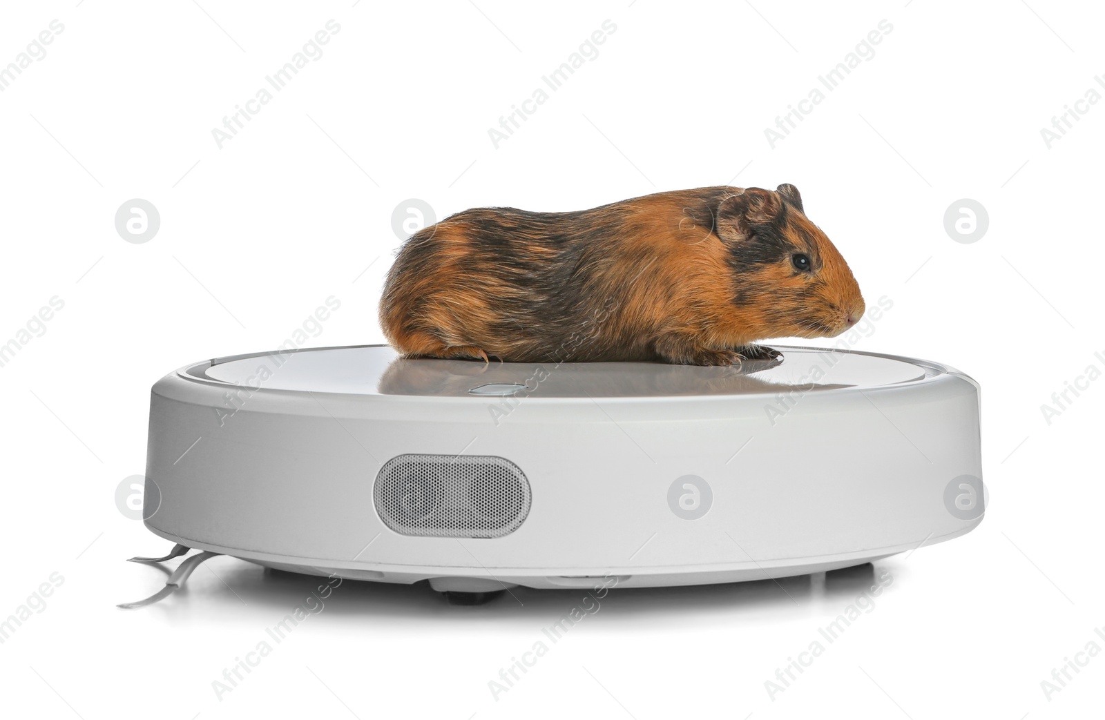 Modern robotic vacuum cleaner and guinea pig on white background Photo of Modern robotic vacuum cleaner and guinea pig on white background
