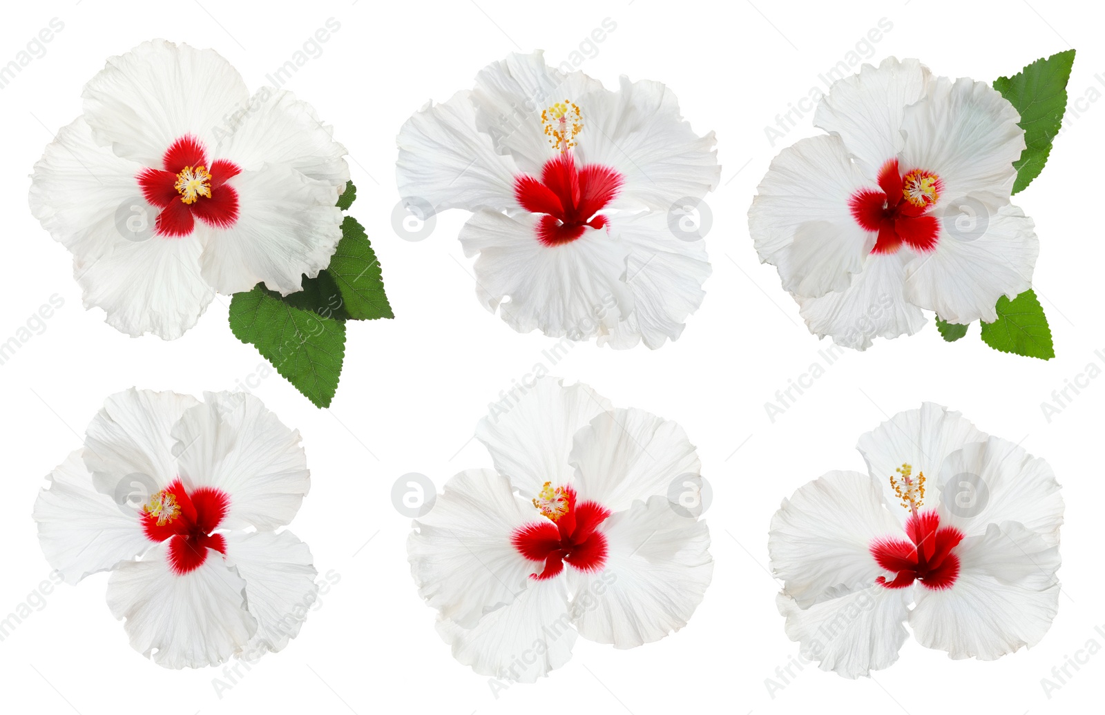 Set of beautiful tropical hibiscus flowers isolated on white Image of Set of beautiful tropical hibiscus flowers isolated on white