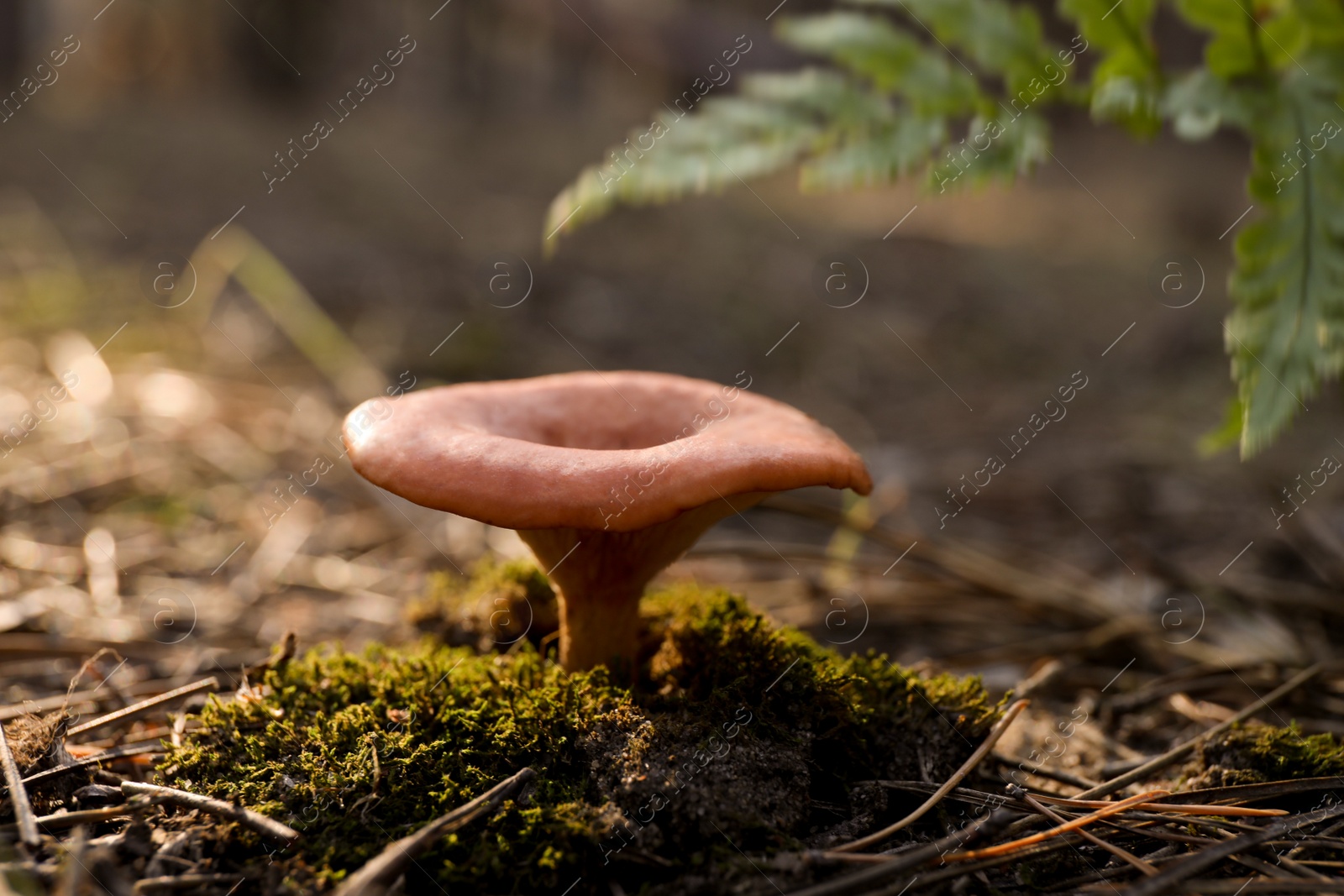 Fresh wild mushroom growing in forest, closeup view Photo of Fresh wild mushroom growing in forest, closeup view