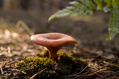 Fresh wild mushroom growing in forest, closeup view Photo of Fresh wild mushroom growing in forest, closeup view