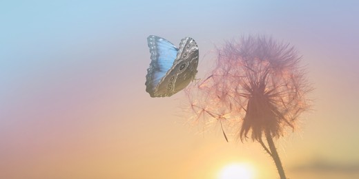 Beautiful butterfly and delicate fluffy dandelion at sunset. Banner design Image of Beautiful butterfly and delicate fluffy dandelion at sunset. Banner design