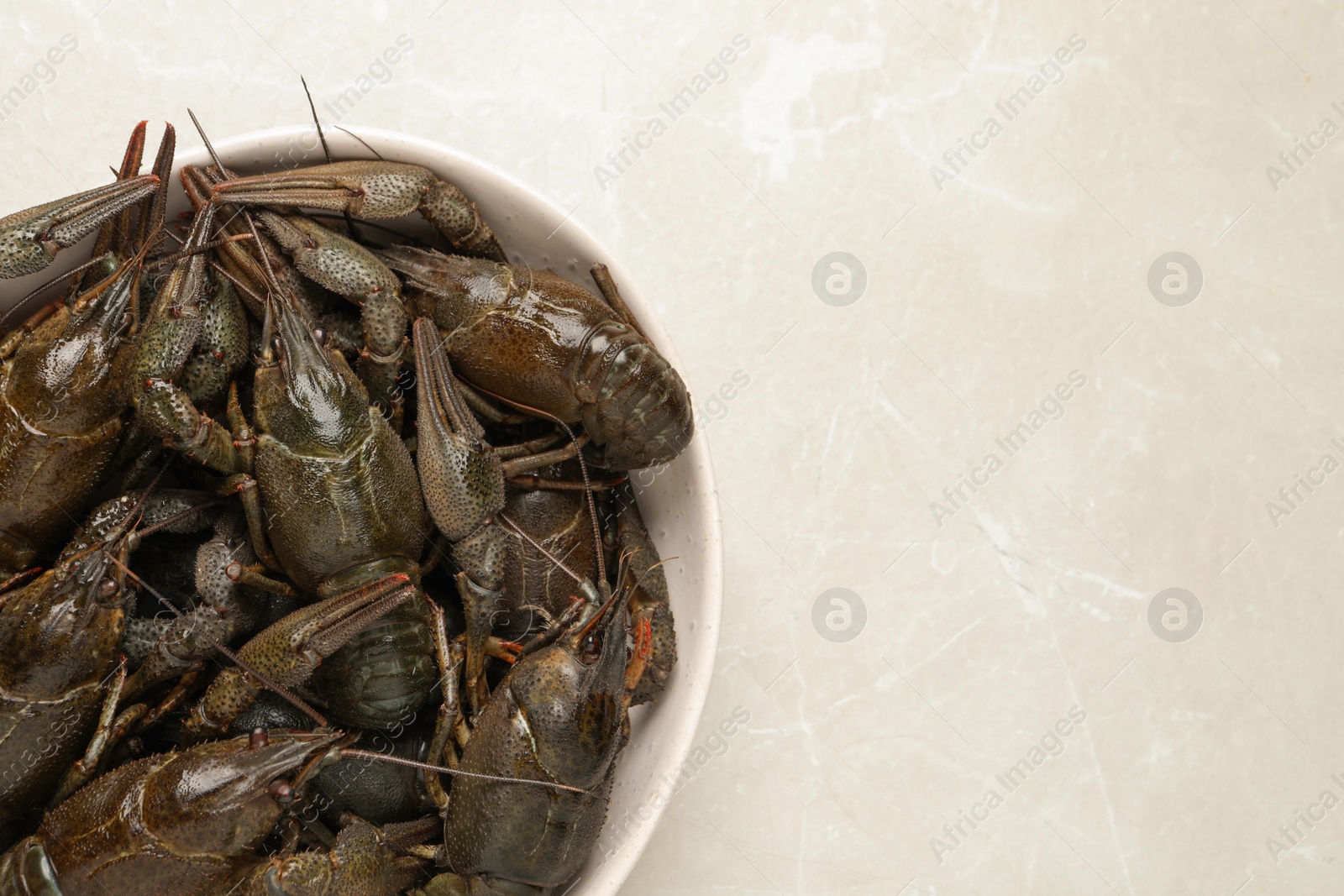 Fresh raw crayfishes on light grey table, top view. Space for text Photo of Fresh raw crayfishes on light grey table, top view. Space for text
