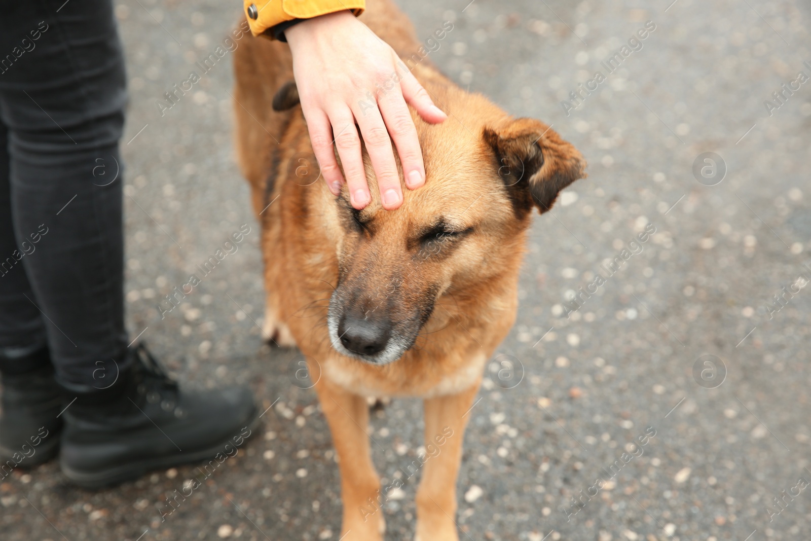 Woman stroking homeless dog on city street, closeup. Abandoned animal Photo of Woman stroking homeless dog on city street, closeup. Abandoned animal