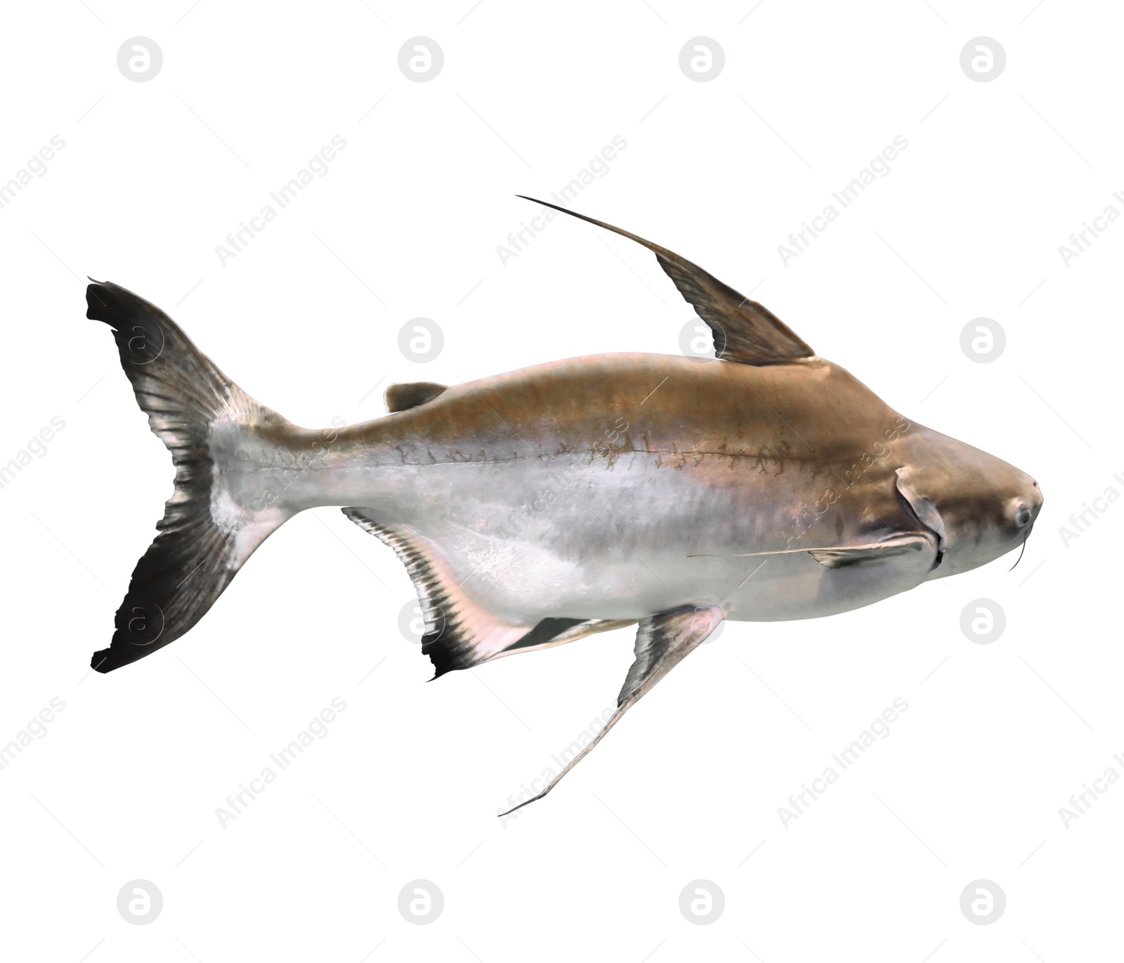 Beautiful gaff topsail catfish on white background Image of Beautiful gaff topsail catfish on white background