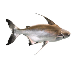 Beautiful gaff topsail catfish on white background Image of Beautiful gaff topsail catfish on white background