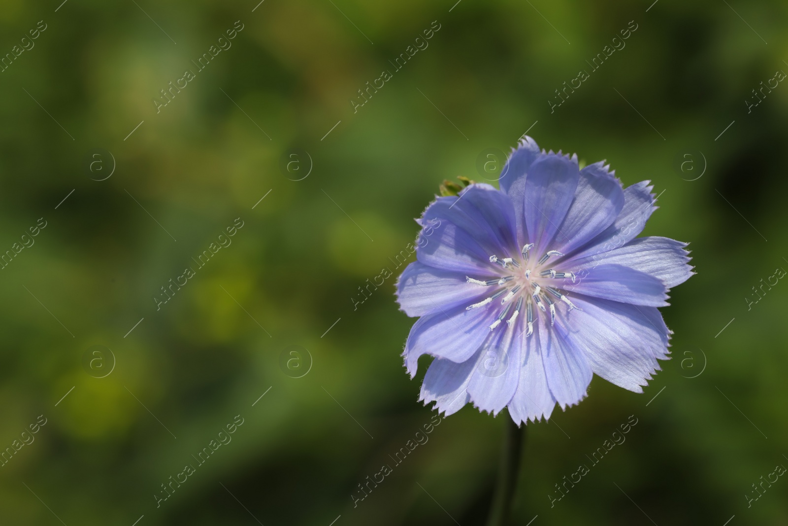 Beautiful blooming chicory flower growing outdoors, closeup. Space for text Photo of Beautiful blooming chicory flower growing outdoors, closeup. Space for text