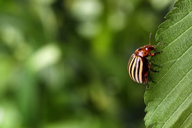 Colorado potato beetle on green leaf against blurred background, closeup. Space for text Photo of Colorado potato beetle on green leaf against blurred background, closeup. Space for text