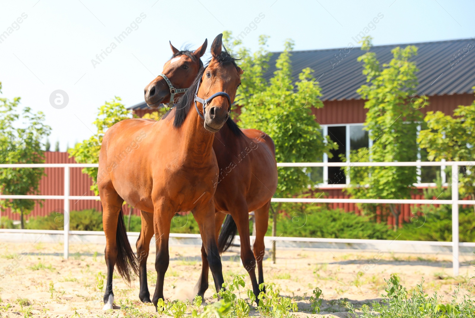 Bay horses in paddock on sunny day. Beautiful pets Photo of Bay horses in paddock on sunny day. Beautiful pets