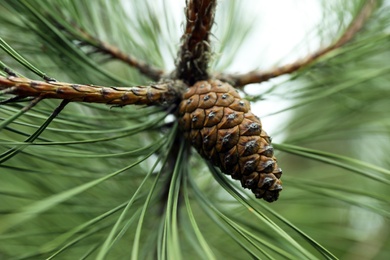 Cone growing on pine branch outdoors, closeup Photo of Cone growing on pine branch outdoors, closeup