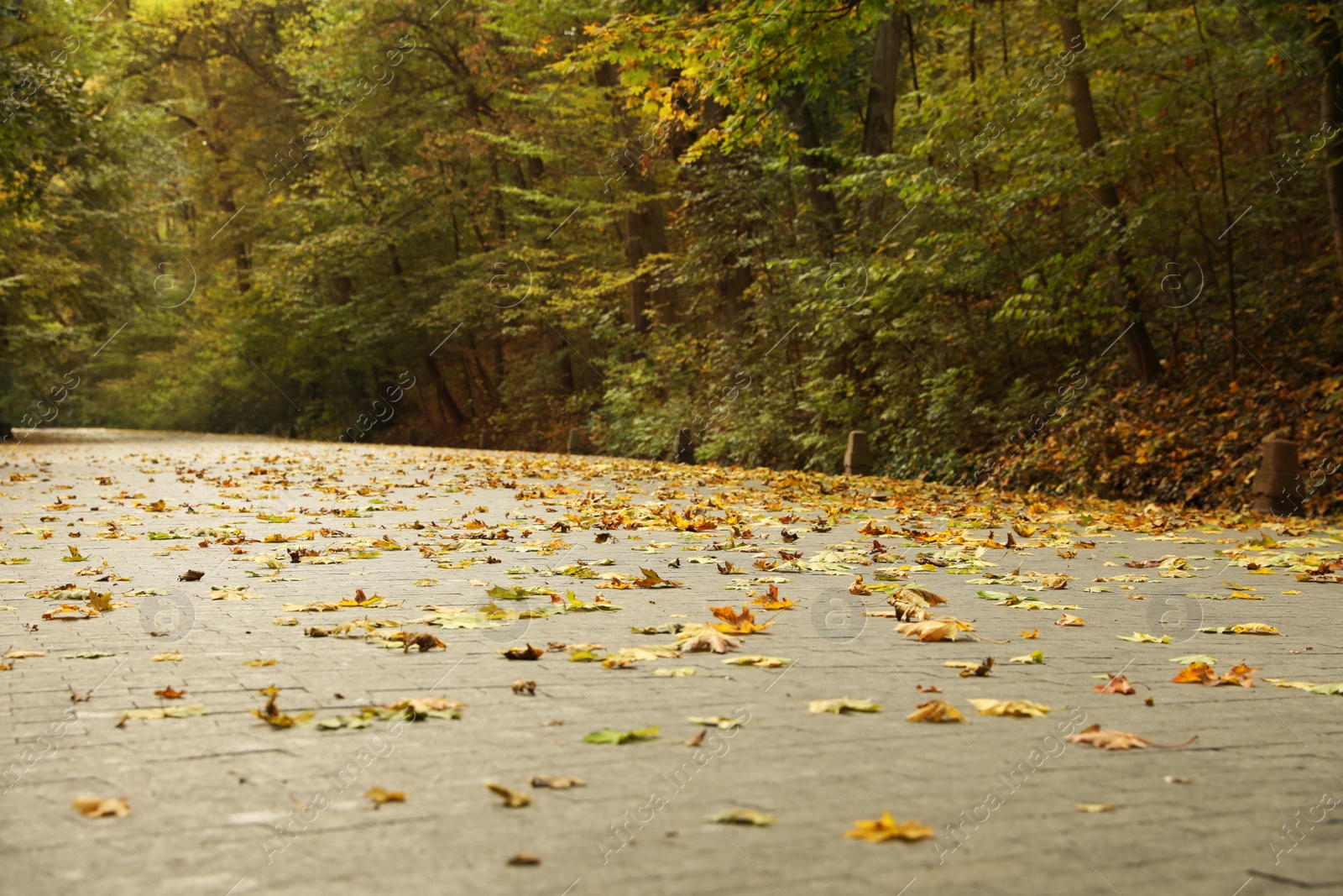 Beautiful view of park with fallen leaves on autumn day Photo of Beautiful view of park with fallen leaves on autumn day