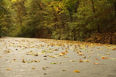Beautiful view of park with fallen leaves on autumn day Photo of Beautiful view of park with fallen leaves on autumn day