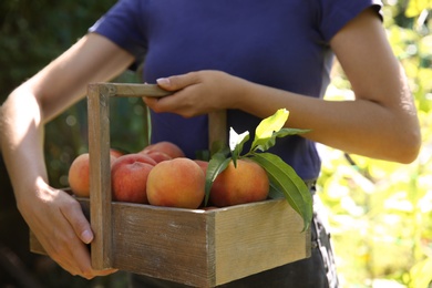 Woman holding wooden basket with ripe peaches outdoors, closeup Photo of Woman holding wooden basket with ripe peaches outdoors, closeup
