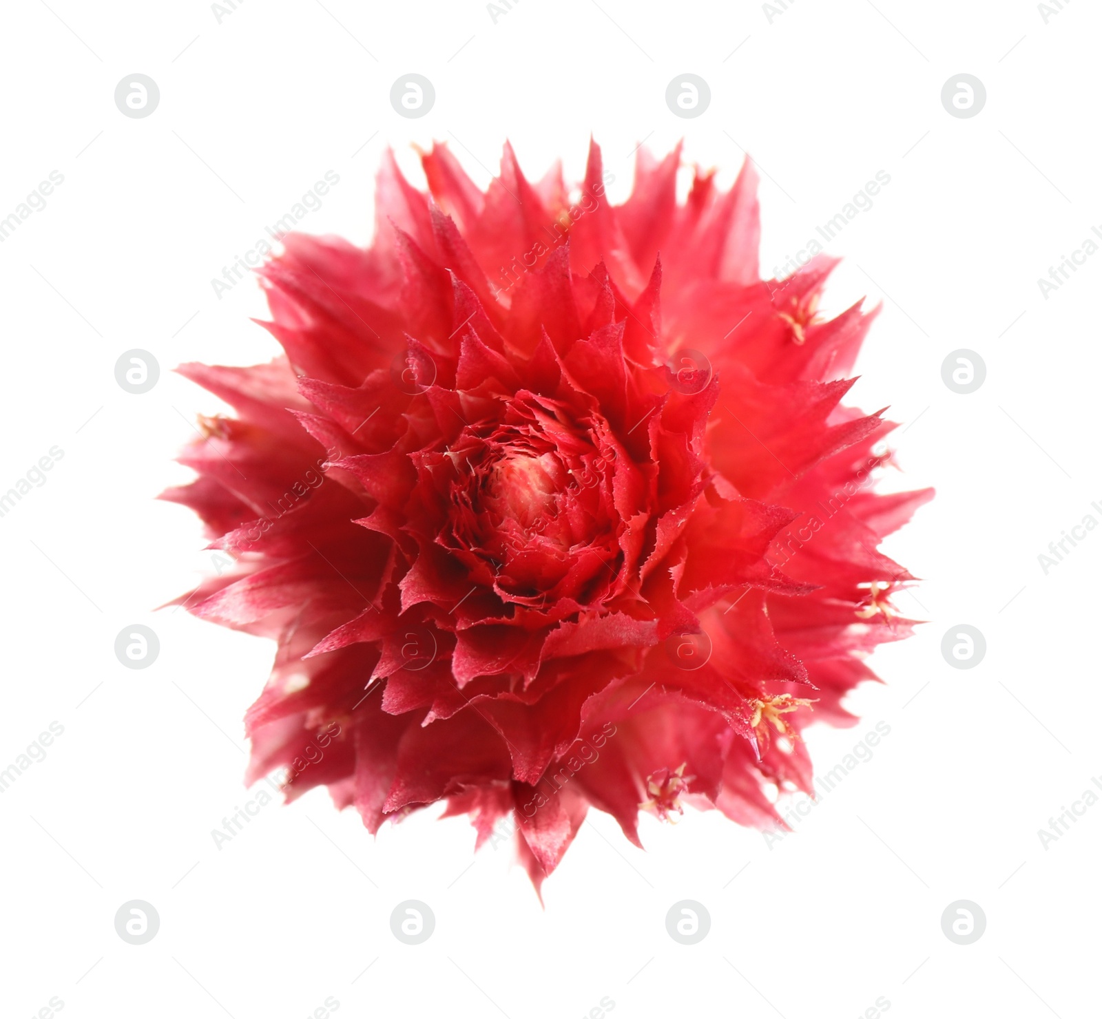 Beautiful red gomphrena flower isolated on white, top view Photo of Beautiful red gomphrena flower isolated on white, top view