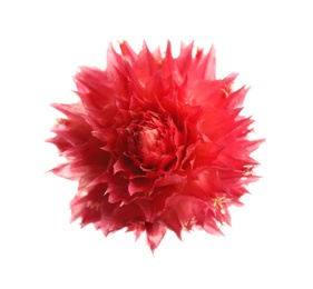 Photo of Beautiful red gomphrena flower isolated on white, top view
