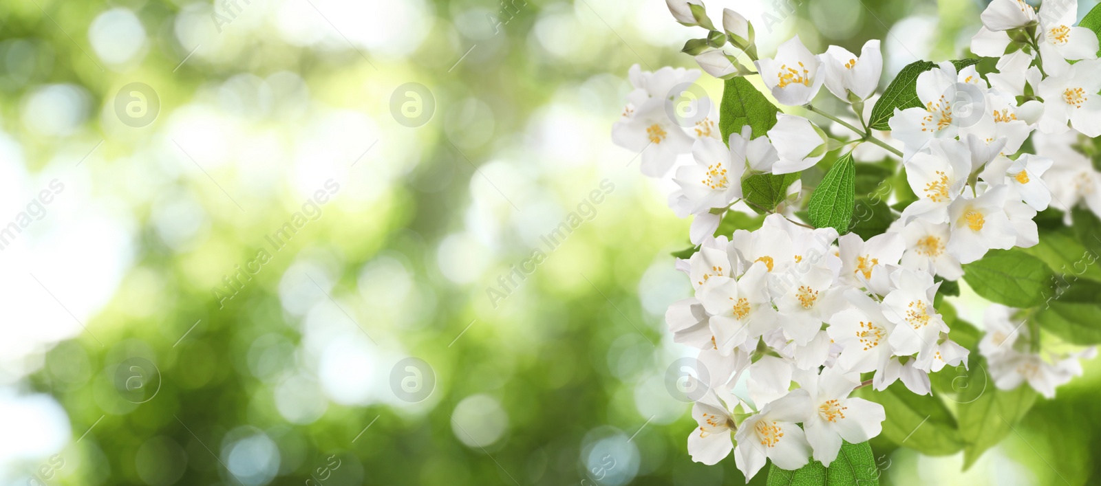 Beautiful white flowers of jasmine plant outdoors on sunny day, banner design. Bokeh effect Image of Beautiful white flowers of jasmine plant outdoors on sunny day, banner design. Bokeh effect