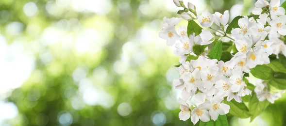Beautiful white flowers of jasmine plant outdoors on sunny day, banner design. Bokeh effect Image of Beautiful white flowers of jasmine plant outdoors on sunny day, banner design. Bokeh effect