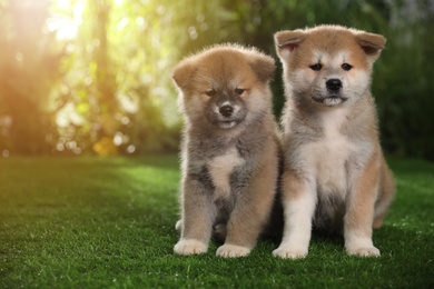 Adorable Akita Inu puppies on green grass outdoors Photo of Adorable Akita Inu puppies on green grass outdoors