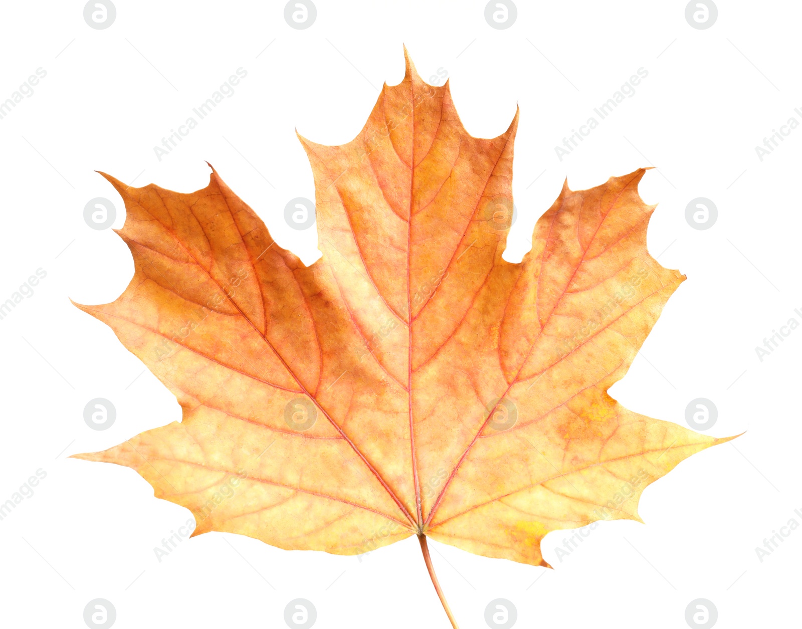 Beautiful leaf isolated on white. Autumn season Photo of Beautiful leaf isolated on white. Autumn season