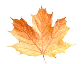 Photo of Beautiful leaf isolated on white. Autumn season