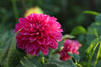 Beautiful blooming pink dahlia flower outdoors on sunny day Photo of Beautiful blooming pink dahlia flower outdoors on sunny day