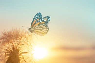 Beautiful butterfly and delicate fluffy dandelion at sunset Image of Beautiful butterfly and delicate fluffy dandelion at sunset